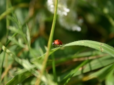 Marienkäfer-1.jpg